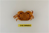 藏品(絨毛近方蟹)的圖片